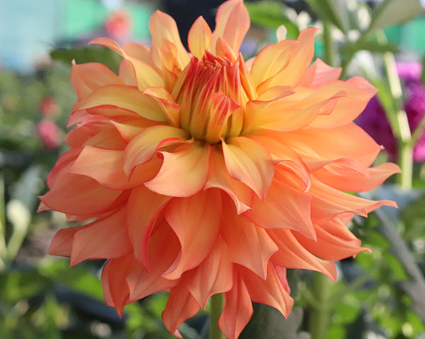 [26年3月中下旬予約]ダリアの球根：（中輪）陽翼（ひよく）1球