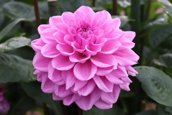 [26年3月中下旬予約]ダリアの球根：（中輪）フェルン1球