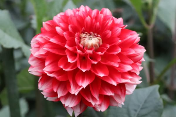 [26年3月中下旬予約]ダリアの球根：（中小輪）心絵（こころえ）1球