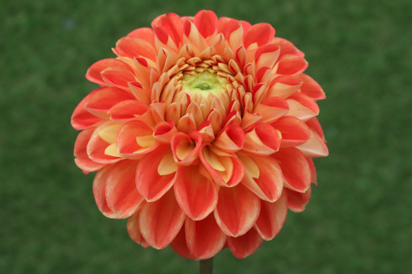 [26年3月中下旬予約]ダリアの球根：（中小輪）ファジーネーブル1球