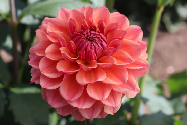 [26年3月中下旬予約]ダリアの球根：（中小輪）美凪（みなぎ）1球