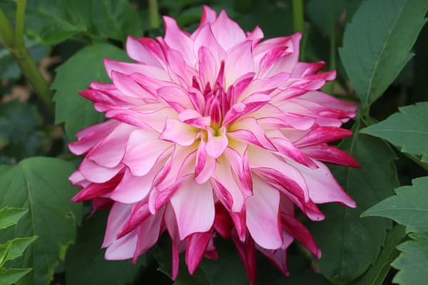 [26年3月中下旬予約]ダリアの球根：（中小輪）ブライトスター1球