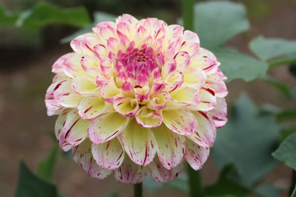 [26年3月中下旬予約]ダリアの球根：（小輪）クラッカー1球