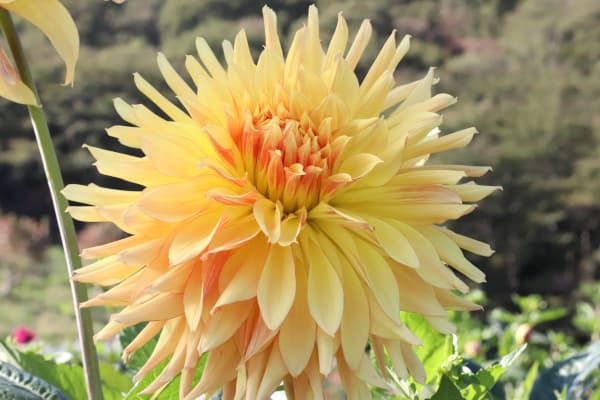 [26年3月中下旬予約]ダリアの球根：（巨大輪）黄河1球