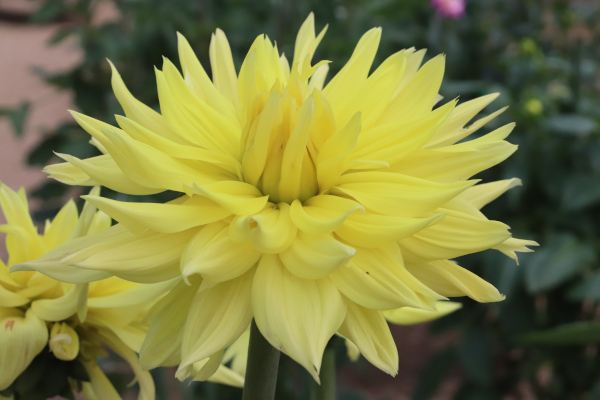 [26年3月中下旬予約]ダリアの球根：（大輪）英雄1球