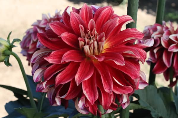 [26年3月中下旬予約]ダリアの球根：（大輪）残照1球