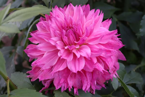 [26年3月中下旬予約]ダリアの球根：（大輪）蝶花1球