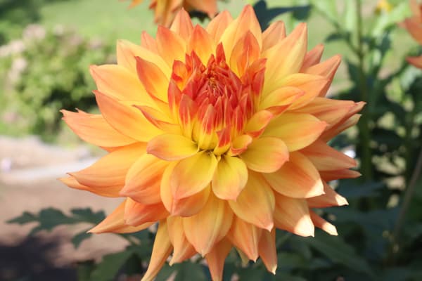 [26年3月中下旬予約]ダリアの球根：（中大輪）オレオール1球