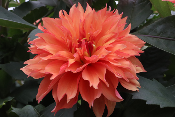 [26年3月中下旬予約]ダリアの球根：（中大輪）奏（かなで）1球