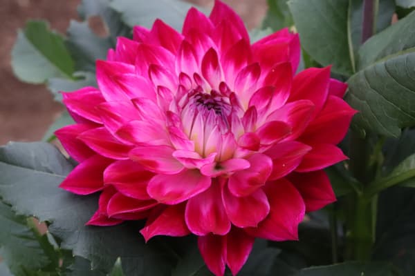 [26年3月中下旬予約]ダリアの球根：（中大輪）マジックアワー1球