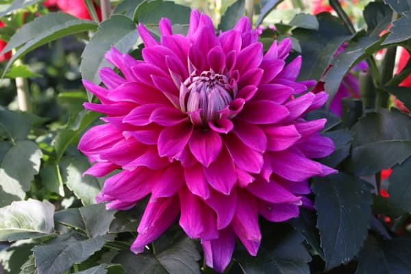 [26年3月中下旬予約]ダリアの球根：（中大輪）ユニバース1球