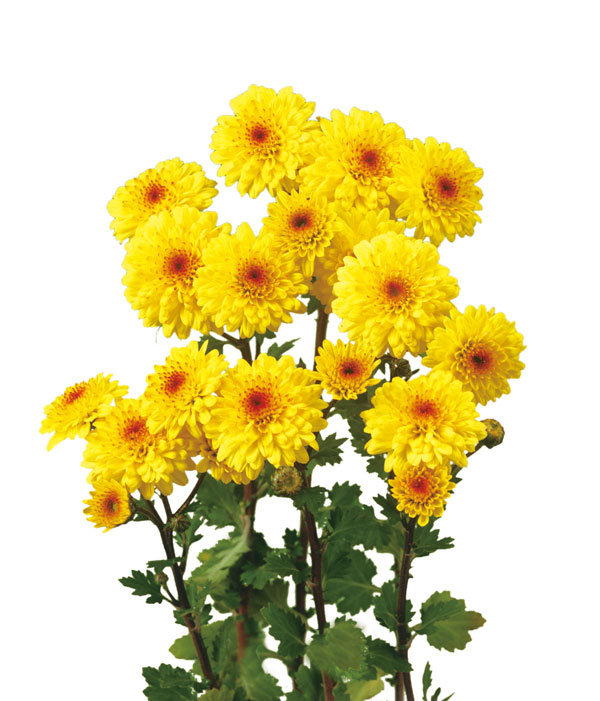 [26年6月中下旬予約]寒菊八重小菊：初日（黄系）2.5号ポット