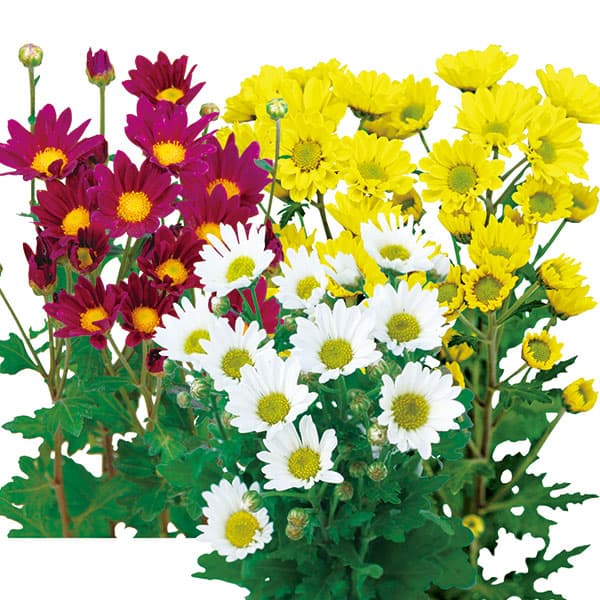 [26年5月中下旬予約]手間なし菊苗：7月咲き小菊3種3株植え（朝顔・由比・みこし）4号ポット