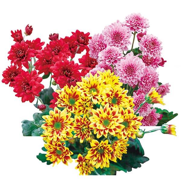 [26年5月中下旬予約]手間なし菊苗：7月咲き変わり菊3種3株植え（なつみ・夏ざくら・昴）4号ポット