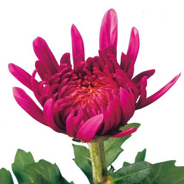 [26年6月中下旬予約]手間なし菊 9月咲き大輪：赤系（花景色など） 4号ポット