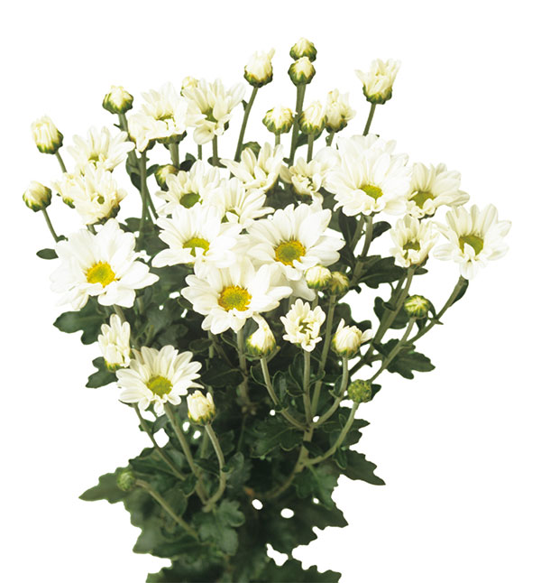 [26年6月中下旬予約]手間なし菊 9月咲き小菊：白系（せせらぎなど） 4号ポット