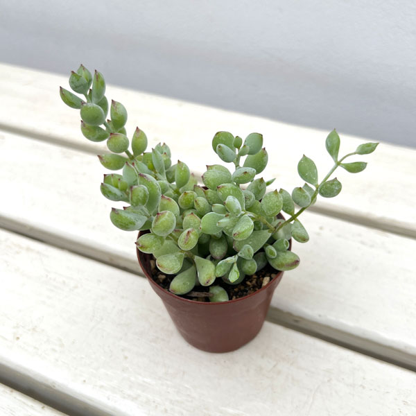 コチレドン:ペンデンス 2.5号ポット*