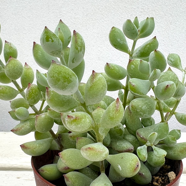 コチレドン:ペンデンス 2.5号ポット*