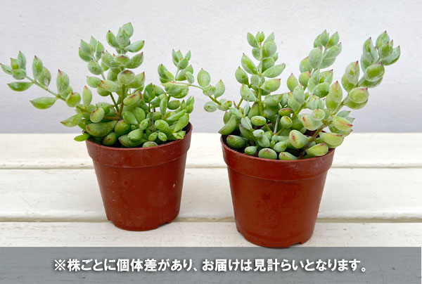 コチレドン:ペンデンス 2.5号ポット*