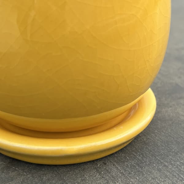 アンジェラ：黄L（直径約11cm）・皿付