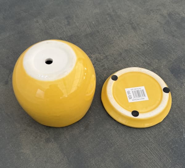 アンジェラ：黄L（直径約11cm）・皿付