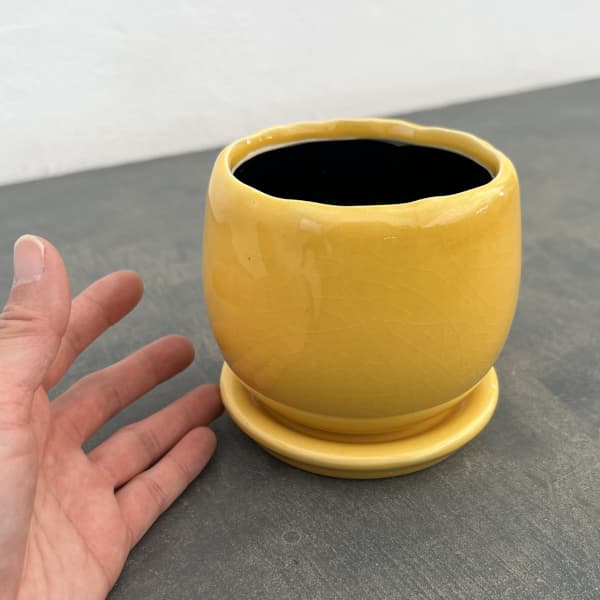 アンジェラ：黄L（直径約11cm）・皿付