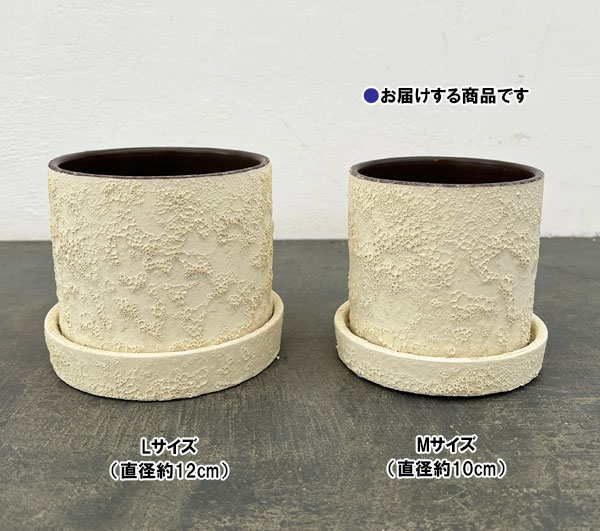 ジュリア：白M（直径10cm）・受け皿付