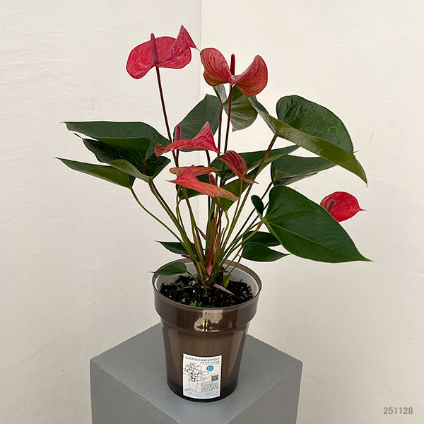 アンスリウム：ピカンタレッド　6号イージーケアポット植え