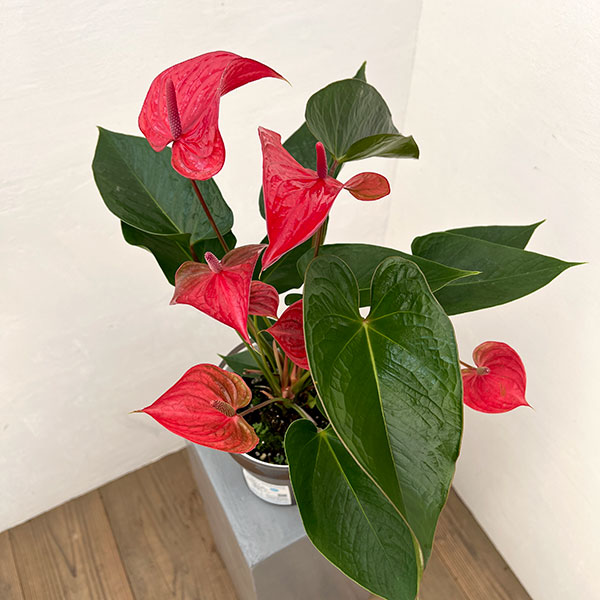 アンスリウム：ピカンタレッド　6号イージーケアポット植え