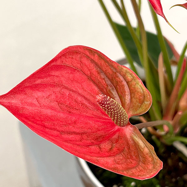 アンスリウム：ピカンタレッド　6号イージーケアポット植え