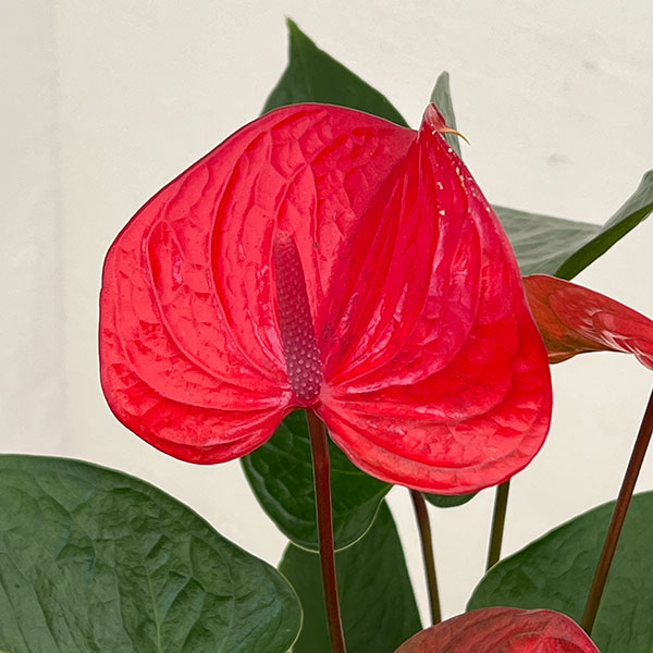 アンスリウム：ピカンタレッド　6号イージーケアポット植え