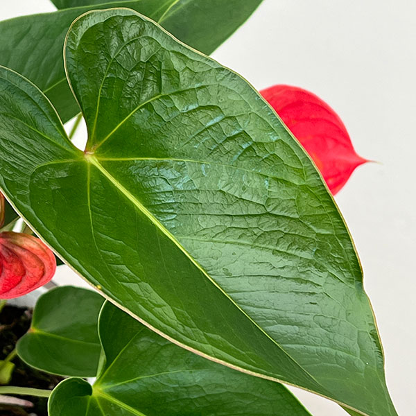 アンスリウム：ピカンタレッド　6号イージーケアポット植え