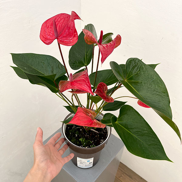 アンスリウム：ピカンタレッド　6号イージーケアポット植え