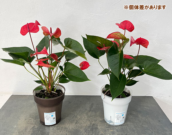 アンスリウム：ピカンタレッド　6号イージーケアポット植え