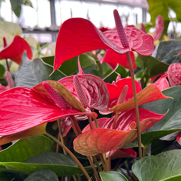 アンスリウム：ピカンタレッド　6号イージーケアポット植え