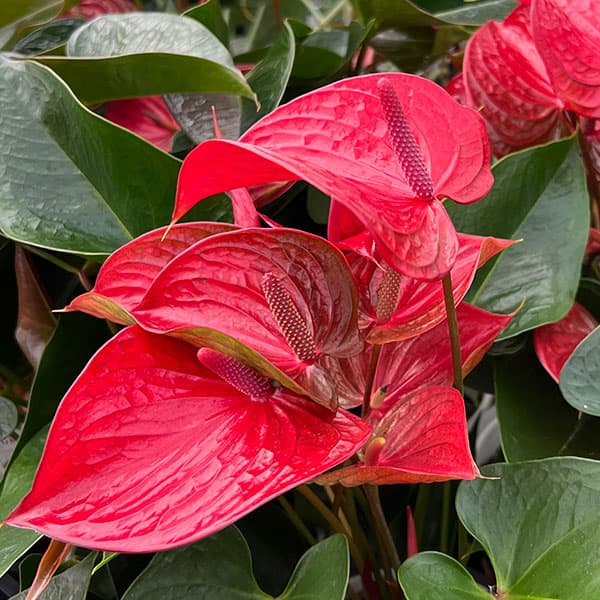 アンスリウム：ピカンタレッド　6号イージーケアポット植え