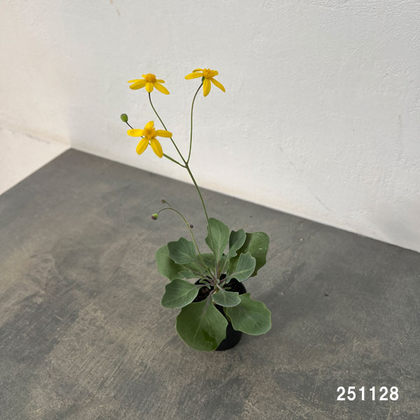 オトンナ：トリプリネルビア　2.5号鉢植え