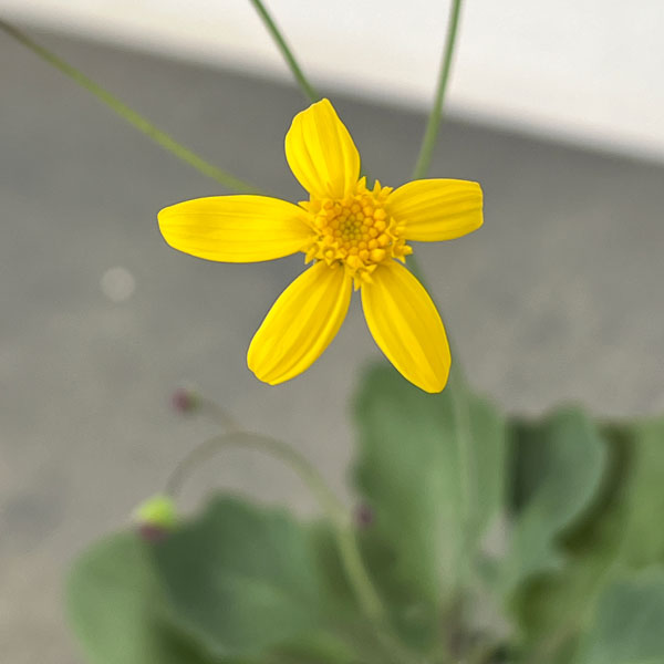 オトンナ：トリプリネルビア　2.5号鉢植え