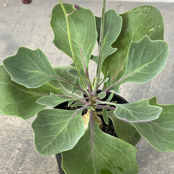 オトンナ：トリプリネルビア　2.5号鉢植え