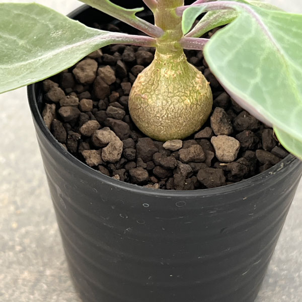 オトンナ：トリプリネルビア　2.5号鉢植え