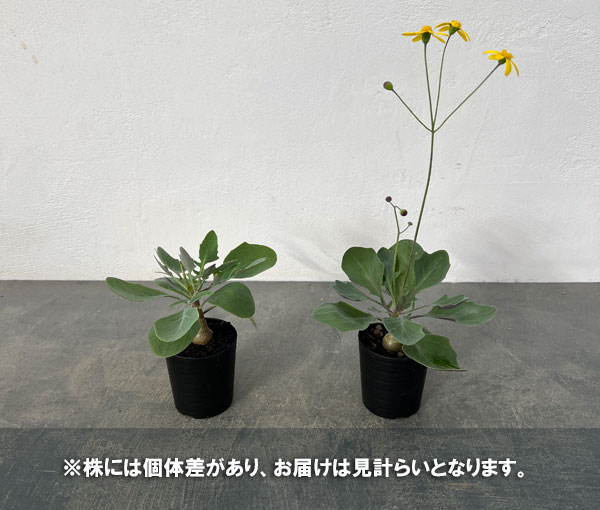 オトンナ：トリプリネルビア　2.5号鉢植え