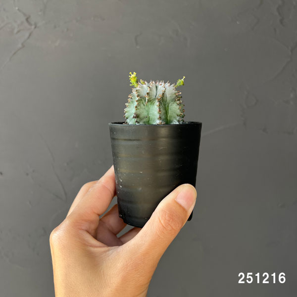 ユーフォルビア：ホリダ（白タイプ）2.5号鉢植え