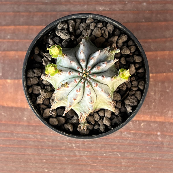 ユーフォルビア：ホリダ（白タイプ）2.5号鉢植え