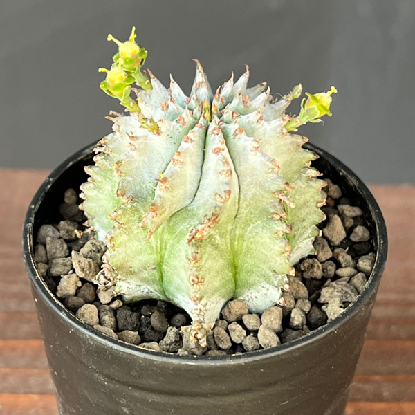 ユーフォルビア：ホリダ（白タイプ）2.5号鉢植え