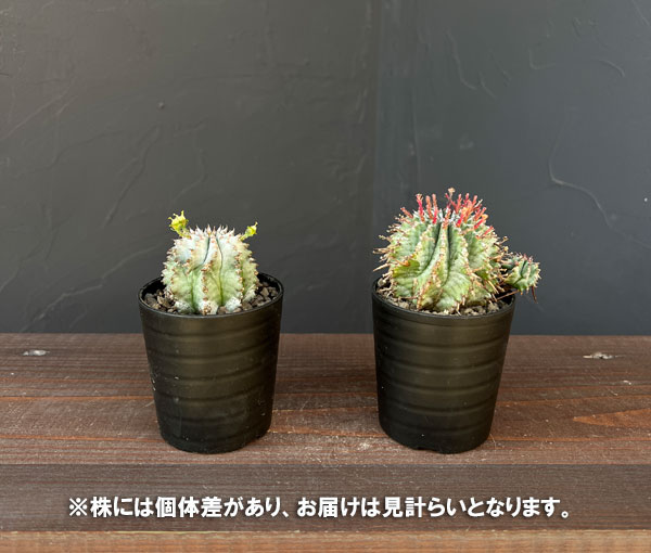 ユーフォルビア：ホリダ（白タイプ）2.5号鉢植え