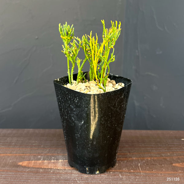 マツバラン：折鶴金斑（オリヅルキンプ）3.5号鉢植え