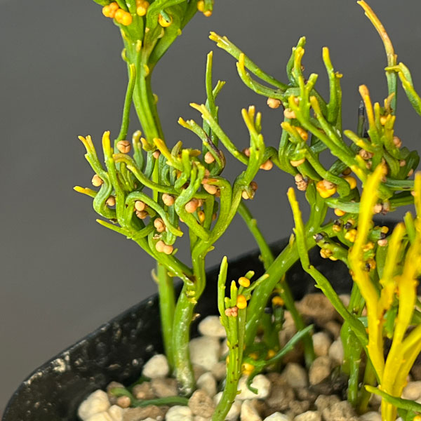 マツバラン：折鶴金斑（オリヅルキンプ）3.5号鉢植え