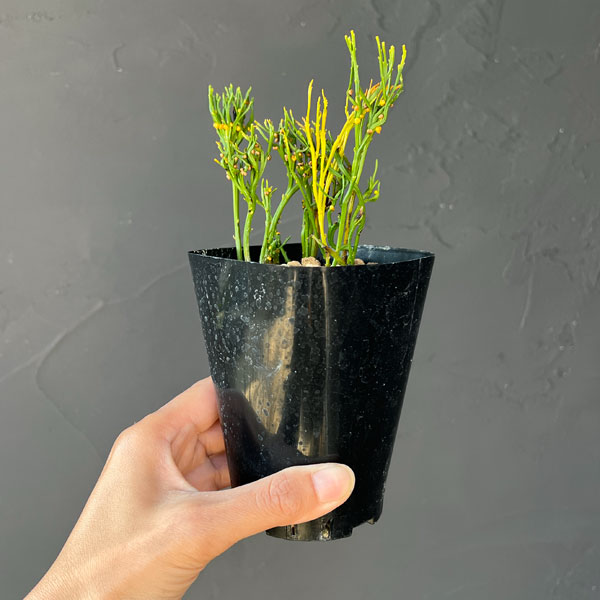 マツバラン：折鶴金斑（オリヅルキンプ）3.5号鉢植え