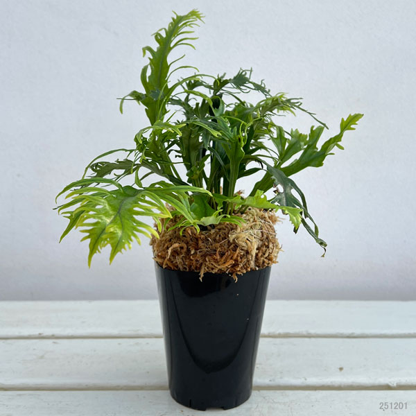 シダ：ノキシノブ　多度雲龍　3号ポット