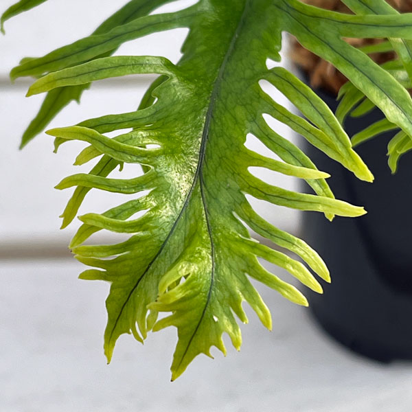 シダ：ノキシノブ　多度雲龍　3号ポット